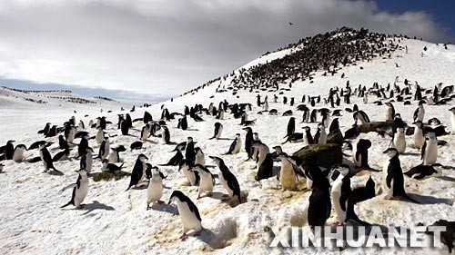 这是11月23日在南极乔治王岛拍摄的企鹅照片。