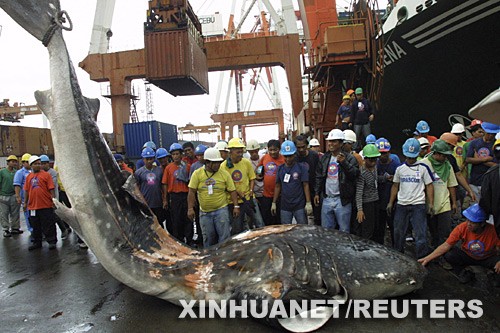 1月7日，在菲律宾宿务市的码头，工人在围观一条被货轮撞死的鲸鲨。当地渔业部门正在寻找地方掩埋这条长7.4米的鲸鲨，这样日后它的骨骼可以被用于教学目的。鲸鲨是世界上最大的鱼类，体长可达15米，是大白鲨的3倍，体重可达15吨。菲律宾人一直将其称为“海洋中温和的巨人”。 
