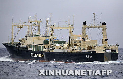 这张1月12日由绿色和平组织“埃斯佩兰萨”号船只提供的照片显示的是日本捕鲸船“日新丸”号行驶在南太平洋海域。