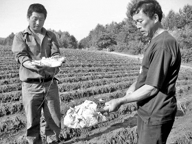 村民从地边找来没有融化完的冰雹