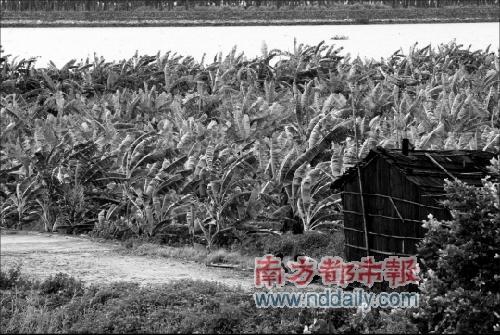 珠海拟填海造地172平方公里抵6.5个澳门 日本填海水质恶化