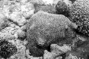深圳建成大规模“海底森林”