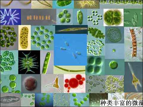 种类丰富的微藻