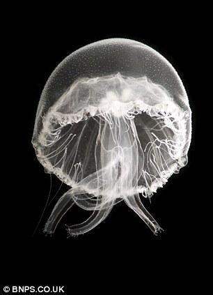 海月水母 海月水母