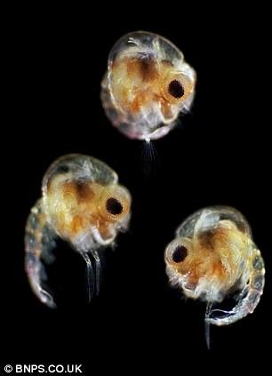 海蟹幼虫 海蟹幼虫