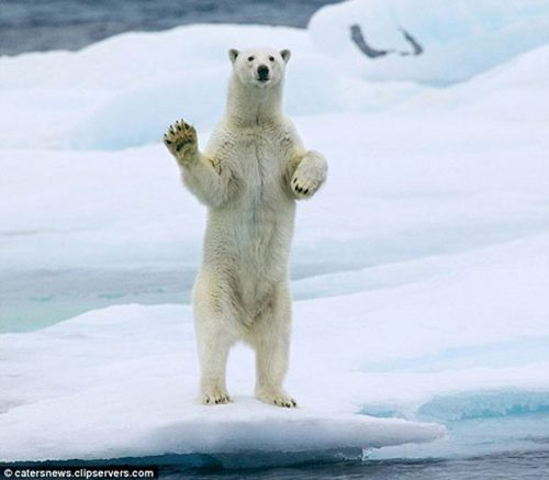 科技时代_好客北极熊向路过船只挥手示意