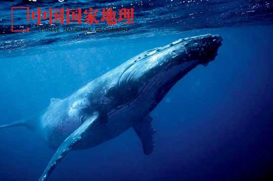组图：正在消失的中国海洋生物