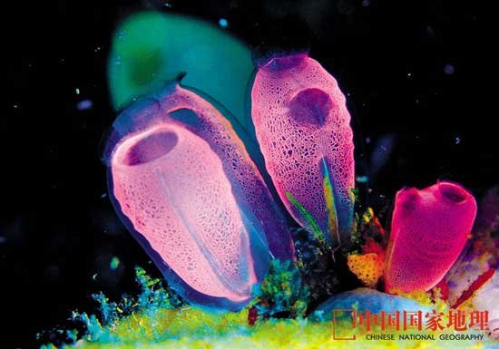 组图：正在消失的中国海洋生物