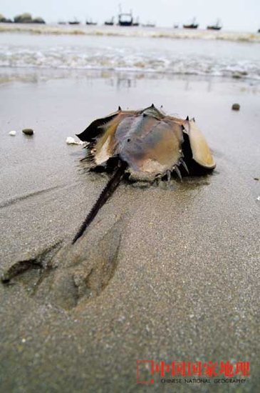 组图：正在消失的中国海洋生物