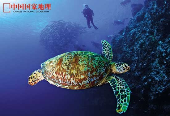 组图：正在消失的中国海洋生物