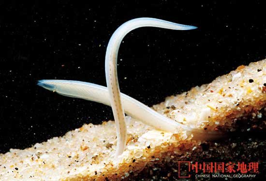 组图：正在消失的中国海洋生物