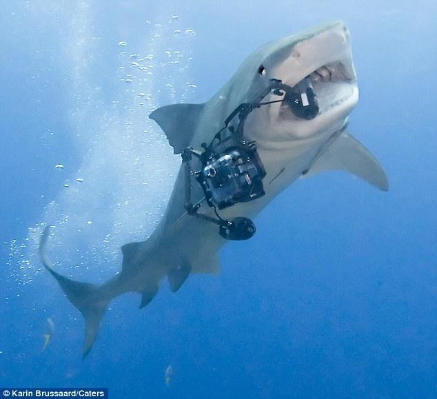 这头虎鲨在巴哈马海底实施抢劫，得手之后带着昂贵的照相机从容游走。