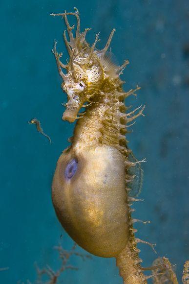 新生海马宝宝