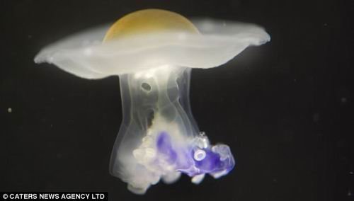 摄影师拍到极罕见水母物种 颇似早餐煎蛋(图)