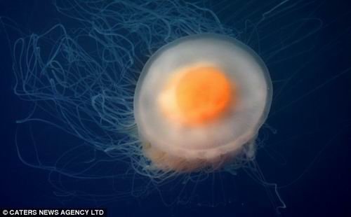 摄影师拍到极罕见水母物种 颇似早餐煎蛋(图)