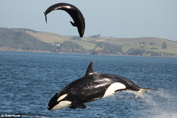 可怜的母海豚被杀人鲸顶上9米高，然后遭到高速冲撞，当场毙命。