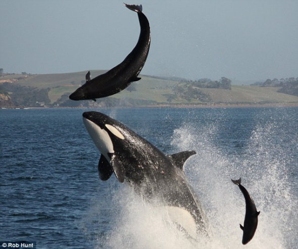 这只杀人鲸将母海豚顶上9米高空，再施以高速冲撞，当场把母海豚的脊柱撞断，致其瞬间丧命。 