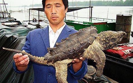 中国安徽渔民捕捞到奇怪生物 像龟像鳄又像恐龙(图)