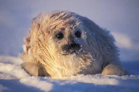 雪地上休息的斑纹海豹幼仔(图片提供： Paul Nicklen, National Geographic Stock )