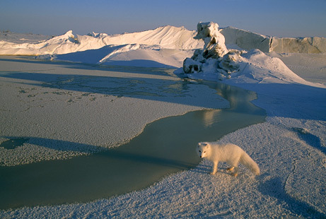 北极狐传统领地遭入侵(图片提供：Norbert Rosing, National Geographic Stock )