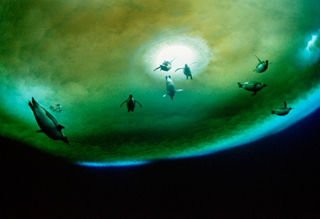 企鹅在通气孔下方游动(图片提供：Maria Stenzel, National Geographic Stock )