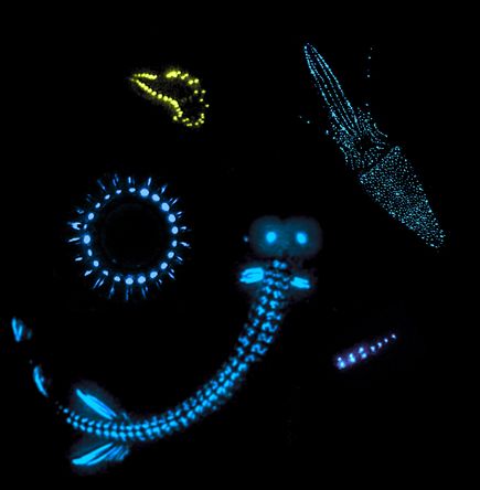 生物荧光