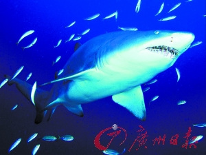 凶猛的鲨鱼被人捕猎后割掉背鳍