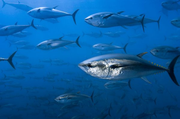 蓝鳍金枪鱼(图片提供：Brian Skerry, National Geographic)