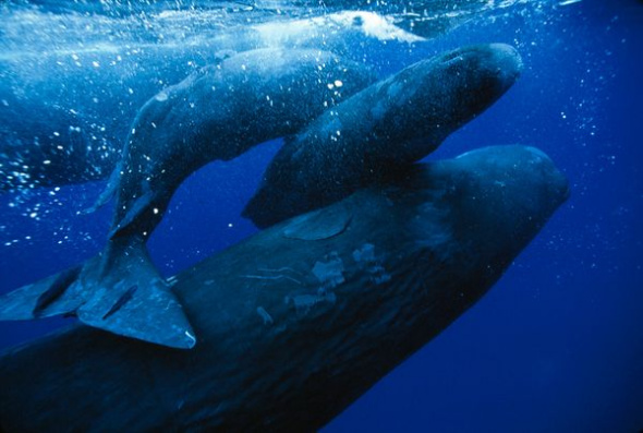 抹香鲸(图片提供：Flip Nicklin, National Geographic)