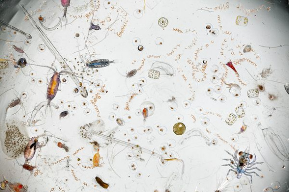 浮游生物(图片提供：David Liittschwager, National Geographic)