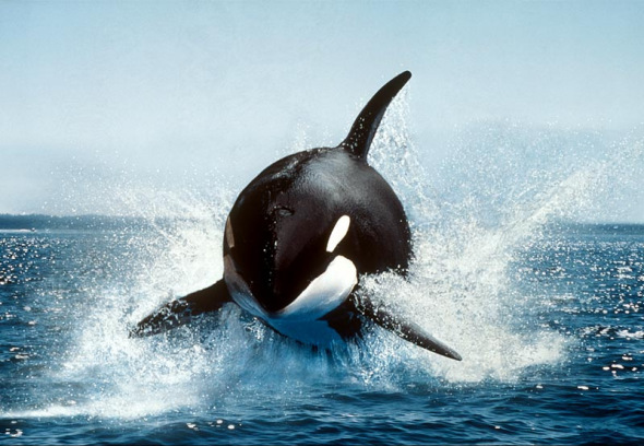 逆戟鲸是世界上体型最大的海豚科动物。它们以鱼类、海豹为食，有时也会猎杀鲸鱼，是令其它动物闻风丧胆的捕猎高手。