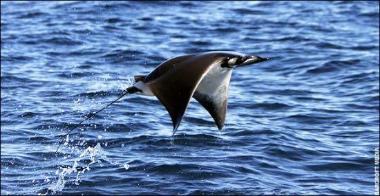 墨西哥湾魔鬼鳐从深海跃出海面似飞机(组图)