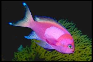 紫印鱼