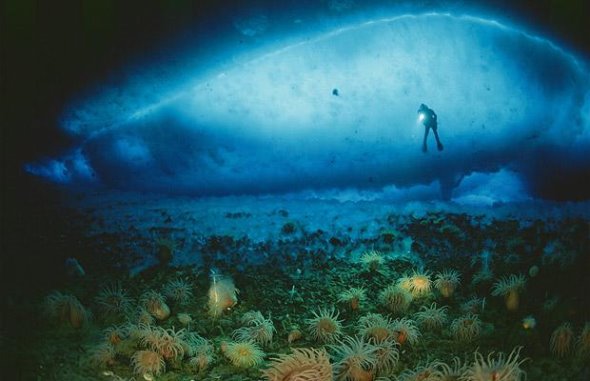 海葵