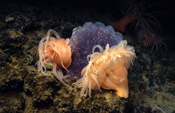 海葵与水母