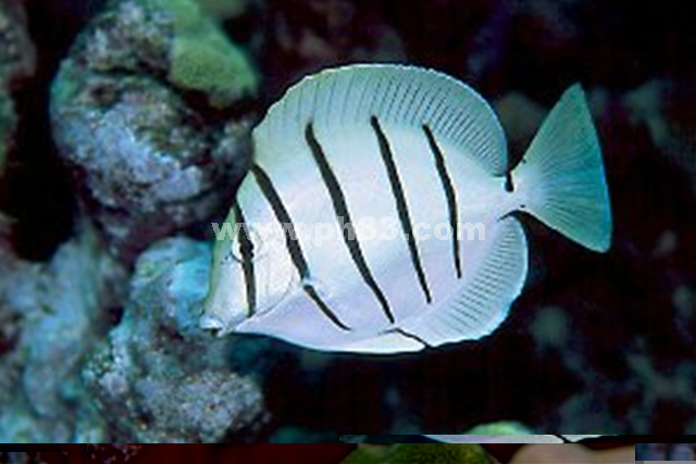 斑马倒吊
斑马吊
五间吊
绿刺尾鲷
横带刺尾鱼
条纹刺尾鱼
Convict surgeonfish
Convict Tang
Fiveband Surgeonfish
Acanthurus triostegus