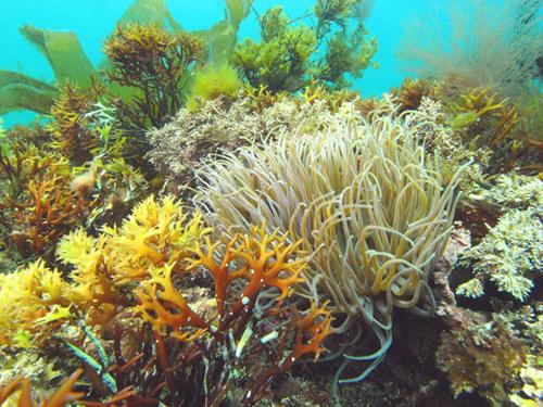 英国海岸十大奇特海洋生物：好斗的食草蟹