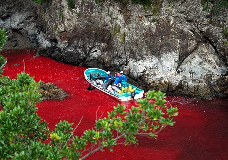 海豚遭猎杀河水染成红色(图片提供：Brooke McDonald, Sea Shepherd Conservation Society )