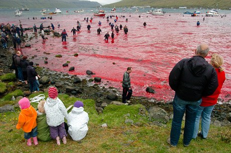 法罗群岛渔民捕杀海豚(图片提供： Andrija Ilic, Reuters )