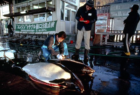 研究人员检查鼠海豚尸体(图片提供：Flip Nicklin, National Geographic Stock )