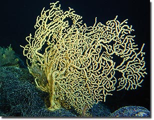 科技时代_夏威夷发现4000多岁迄今最古老海洋生物(图)