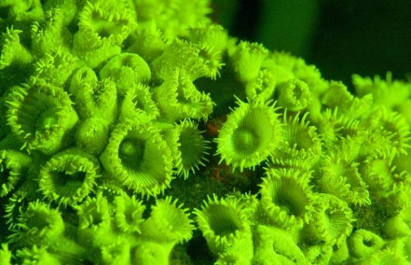 寻找发荧光生物