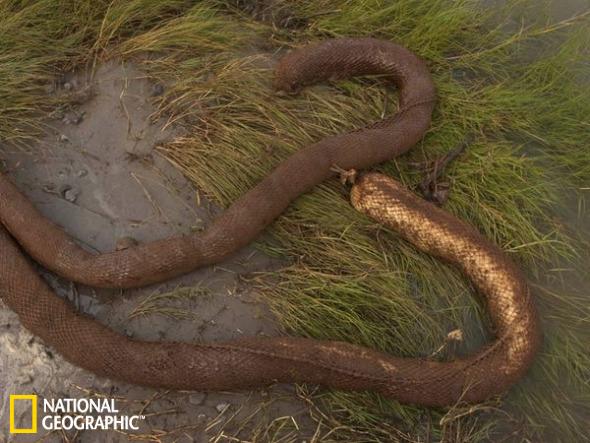 飓风驱使石油到达海岸(图片提供：Chris Combs, National Geographic)