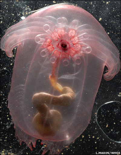 科学家普查海洋微生物：发现粉色透明水母(图)