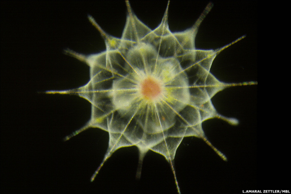 科学家普查海洋微生物：奇异粉色海参(组图)(2)