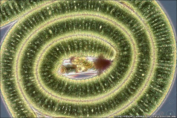 科学家普查海洋微生物：发现粉色透明水母(图)
