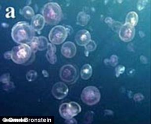 在科学家进行考察的海域，洋流使得海水中营养物质增多，水母季节性大量繁殖。