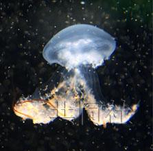 日本水族馆人工繁殖巨型水母取得成功(图)
