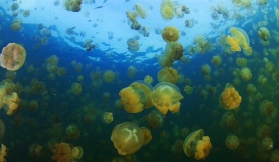 这些神奇的照片是美国海军海洋摄影师约翰-布雷达姆拍摄的