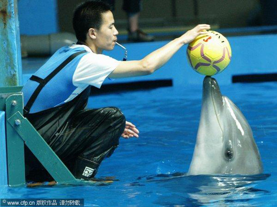 一只叫“海廷加”的海豚在接受驯养师的教导。 
